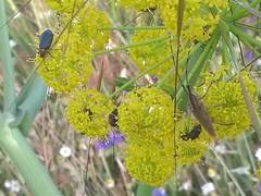 Agapanthia asphodeli