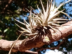 Tillandsia loliacea