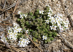 Leptosiphon melingii