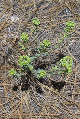 Euphorbia lurida