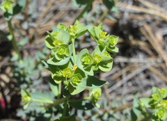 Euphorbia lurida