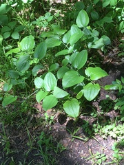 Smilax tamnoides