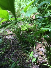 Smilax tamnoides