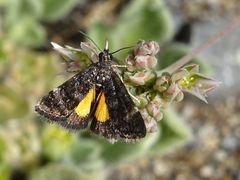 Heliothela ophideresana