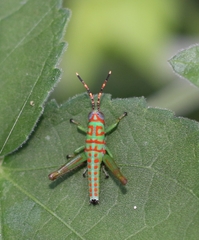 Pirithoicus ophthalmicus