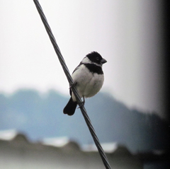 Sporophila morelleti