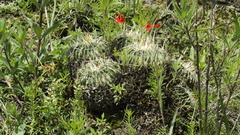 Echinofossulocactus crispatus