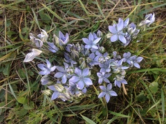 Lomatogonium carinthiacum