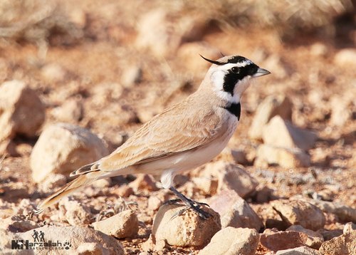 Temminck's Lark (Eremophila bilopha), photo 4