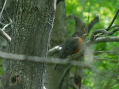 Turdus migratorius image