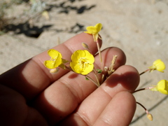 Chylismia