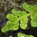 Oeosporangium tinaei - Photo (c) Sylvain Piry,  זכויות יוצרים חלקיות (CC BY-NC), הועלה על ידי Sylvain Piry