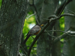 Turdus migratorius image