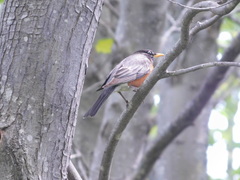 Turdus migratorius image