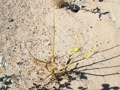 Chylismia
