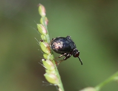 Harmochirus exaggeratus