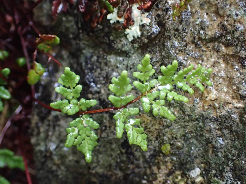 Oeosporangium tinaei