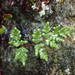 Oeosporangium tinaei - Photo (c) Sylvain Piry, algunos derechos reservados (CC BY-NC), subido por Sylvain Piry