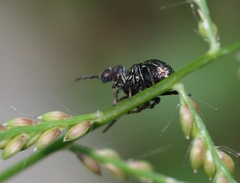 Harmochirus exaggeratus