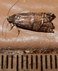 Cydia piperana