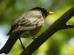 Turdus migratorius image