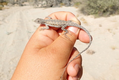 Urosaurus graciosus
