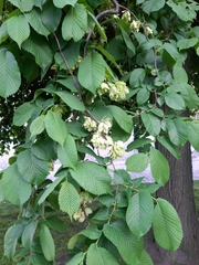 Ulmus glabra