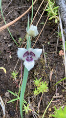 Calochortus elegans elegans