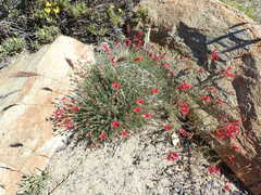 Ipomopsis tenuifolia