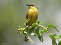 Drepanorhynchus reichenowi