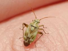 Polymerus vulneratus