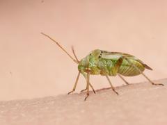 Polymerus vulneratus