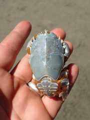 Blepharipoda occidentalis