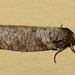 Lepidoscia euryptera - Photo (c) Dianne Clarke, some rights reserved (CC BY-NC), uploaded by Dianne Clarke
