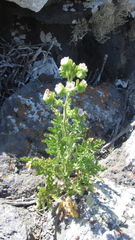 Phacelia ixodes