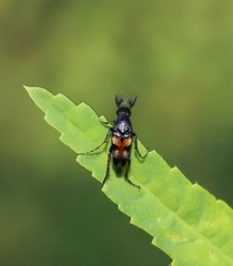 Macrosiagon bipunctata