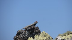 Sceloporus zosteromus