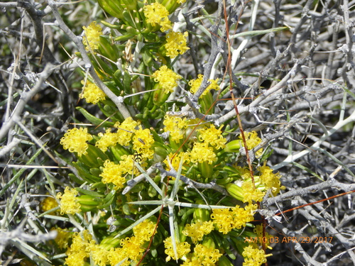 Tetradymia axillaris var. axillaris