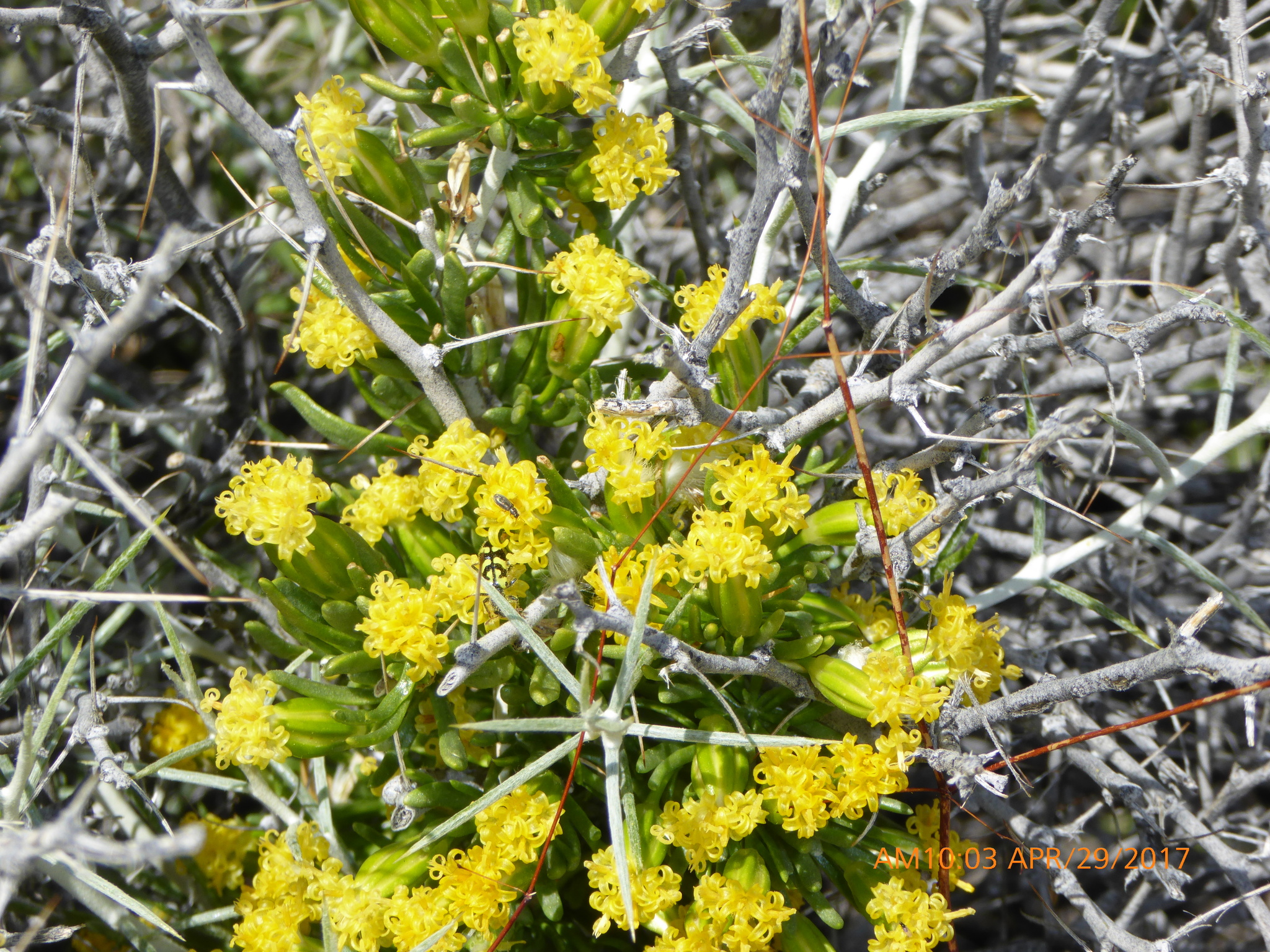Tetradymia axillaris var. axillaris