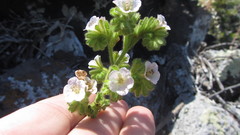 Phacelia ixodes