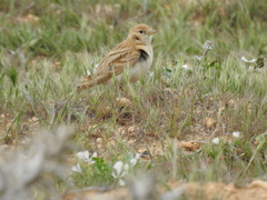 Calandrella brachydactyla