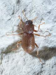 Hexacylloepus ferrugineus