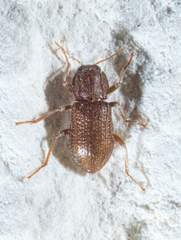 Hexacylloepus ferrugineus