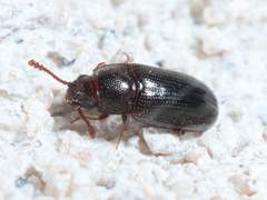 Pharaxonotha kirschii