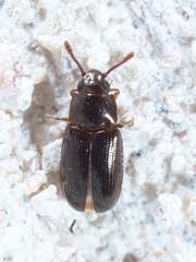 Pharaxonotha kirschii