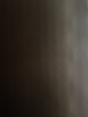 Hylocichla mustelina