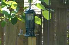 Haemorhous mexicanus