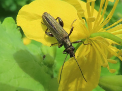 Oedemera flavipes