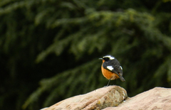 Phoenicurus moussieri