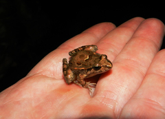 Discoglossus scovazzi